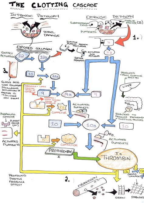 The Clotting Cascade on Meducation | Medical laboratory science ...