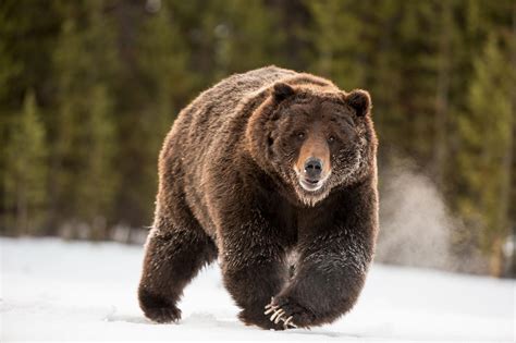 Removal of Yellowstone Grizzlies From Endangered List Ignites Controversy