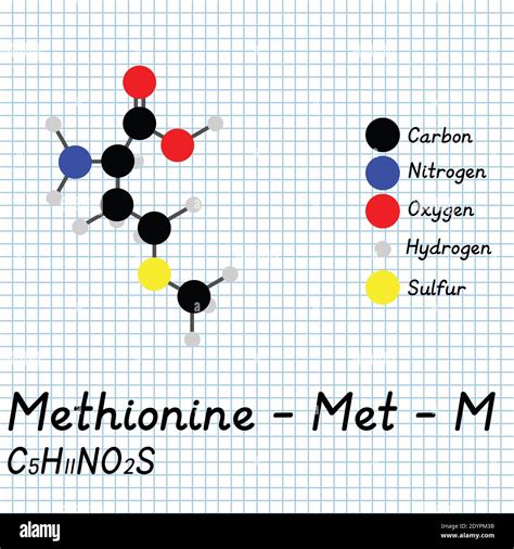 Methionine - Met - M Amino Acid molecular formula and chemical ...