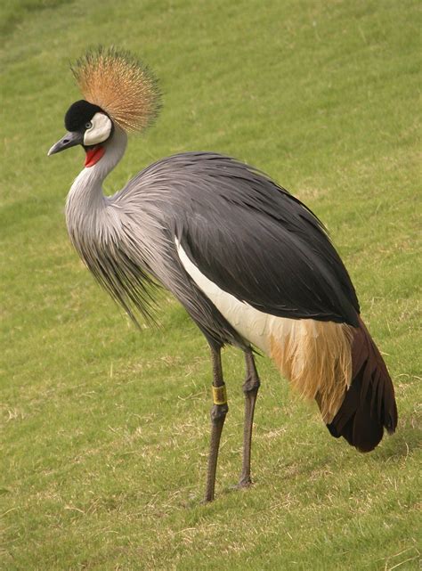 Here, We Reveal What a Crane (bird) Symbolizes - Mysticurious