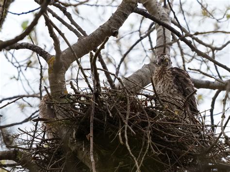 Cooper's Hawk Nesting (All You Need To Know) | Birdfact