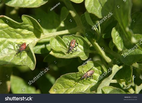 Stink Bugs Diffrent Stages Life Cycle Stock Photo 2114354 | Shutterstock