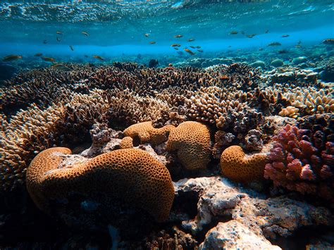 What would happen if there were no coral reefs? — The Reef-World Foundation