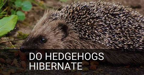 Do Hedgehogs Hibernate? - ExclusivelyHedgehogs