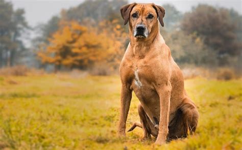 Rhodesian Ridgeback Temperament and Personality - Kid Friendly and ...