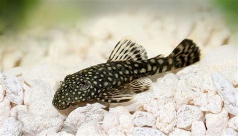 Bristlenose Pleco: Care, Breeding, Diet & Behavior - Fish Informer