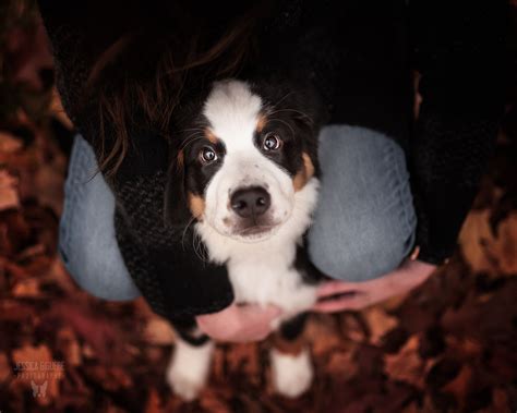 Puppy Bernese Mountain dog - Puppy Bouvier Bernois | Bernese mountain ...