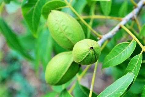 Flora of Covington: the Pecan Tree, a Southern Tradition | Covington Weekly