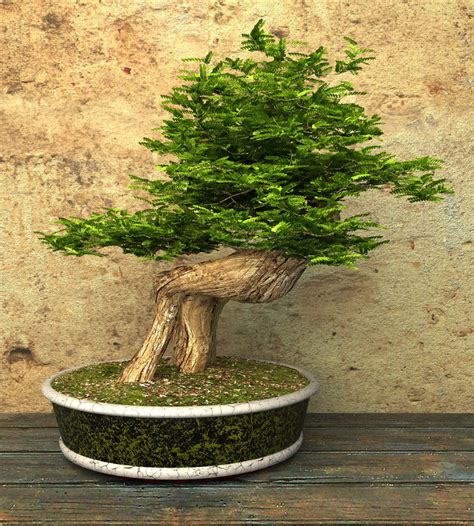 54 Pictures of Bonsai Trees (by Style and Shape)