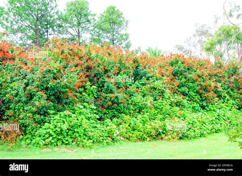 Tall hedge of Cape honeysuckle,Tecoma capensis Stock Photo - Alamy