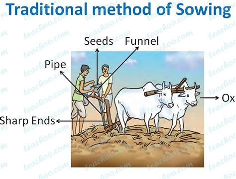 Sowing of Seeds - Selection, Different Methods - Teachoo