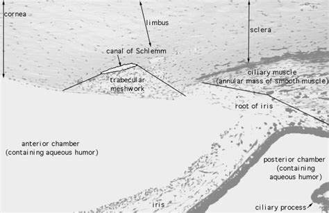 HLS [ Eye, eye, canal of Schlemm] MED MAG labeled