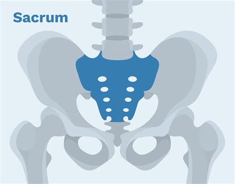 Sacral Fracture Classification