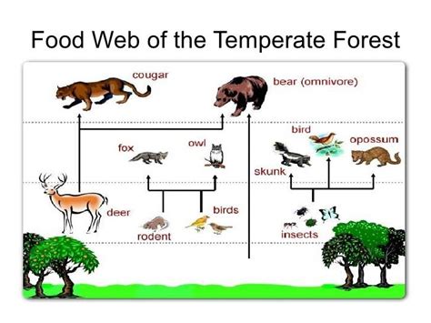 Temperate Deciduous Forest Food Chain