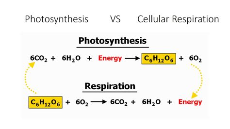 Similarities Between Photosynthesis And Cellular Respiration Equation ...