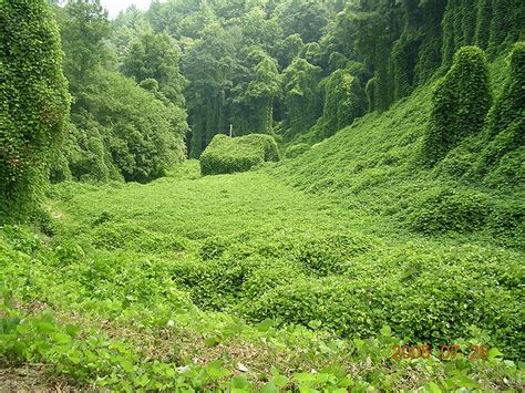 Kudzu — Invasive Species Initiative