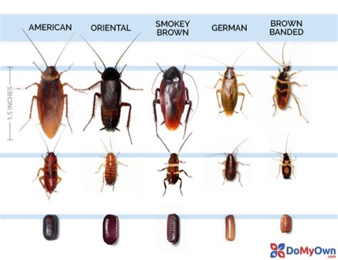 What Does a Cockroach Look Like? | Roach Identification Guide | DoMyOwn.com