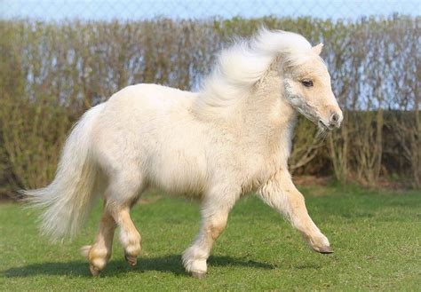 Mini Shetland Pony Mare « Heart of a Horse | Cute ponies, Horses ...