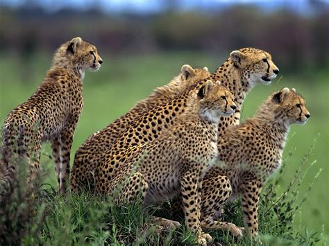 Fond d'écran : guépard, troupeau, lot, en marchant, chasse, herbe ...