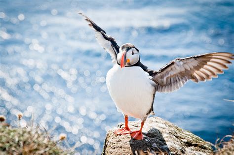 Atlantic Puffins in Iceland 2025 - Rove.me