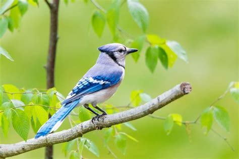 Decoding Blue Jay Sounds: Why do blue jays squawk?