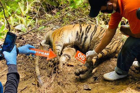 Mother tiger and cubs found dead after being caught in poachers’ traps ...