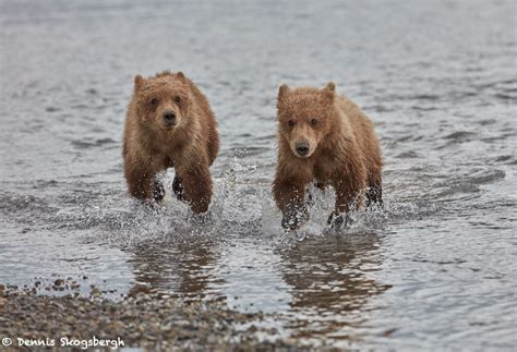 6867 Kodiak Bear Cubs, Katmai National Park, Alaska - Dennis Skogsbergh ...