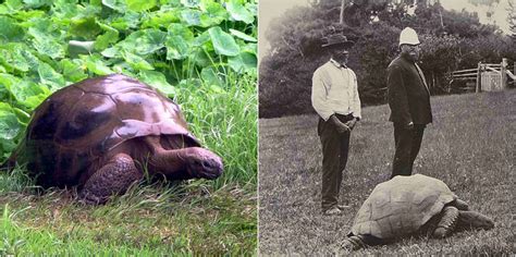 This is Jonathan, 182-year-old giant tortoise from St.Helena & the ...