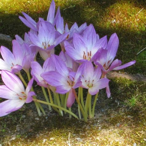 Colchicum Seeds (Colchicum autumnale) – Frozen Seed Capsules™