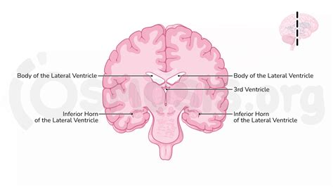 Brain Diagram Unlabeled Lateral