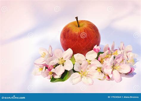 Apples And Apple-tree Blossoms Stock Photo - Image of fresh, blossom ...