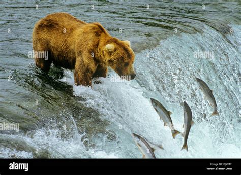 Alaska Brown Bear fishing for salmon at Brooks Falls on the Brooks ...