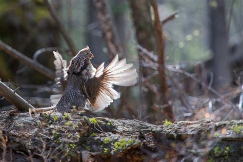 Ruffed Grouse Facts, Habitat, Lifespan, Diet and Pictures