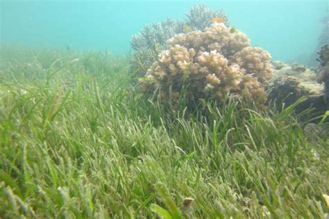 What is seagrass? - Great Barrier Reef Foundation