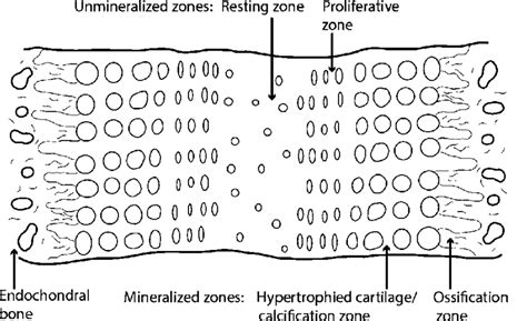 Schematic representation of a mammalian synchondrosis. Synchondroses ...