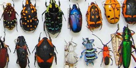 106 best ideas for coloring | Colorful Page Of Beetles