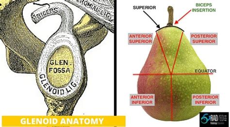 GLENOID LABRUM MADE SIMPLE 1: There's a Pear in There