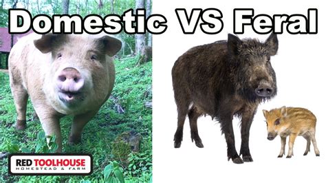 Are Pastured Pigs to Blame for Feral Pigs?? - YouTube