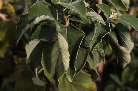 Cordia parvifolia — V&P Nurseries