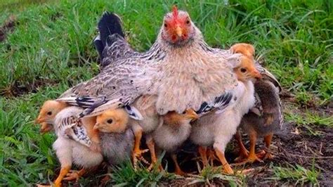 Mother Hen 🐔 Protecting Chicks 🐥 Cute Mama Hen and Chicks Videos 🐣 Baby ...