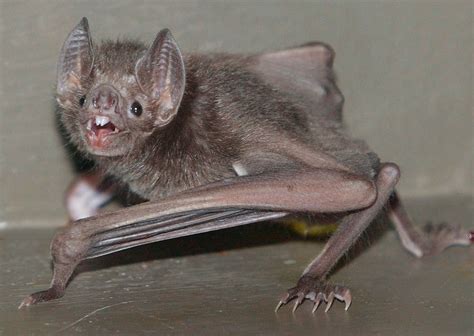 Largest vampire bat ever found to be extinct Desmodus draculae | SYFY WIRE