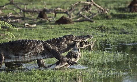 Wildlife Photography in Sri Lanka - routes.travel