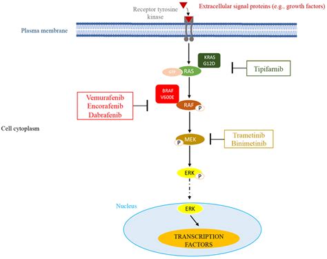 MAPK pathway and potential sites of therapeutic intervention with ...