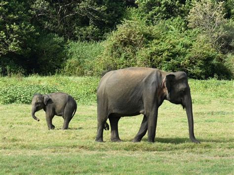 Safari in Minneriya National Park | Sri Lankan Safari