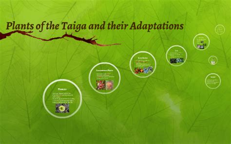 Plants of the Taiga and their Adaptations by KAM . on Prezi