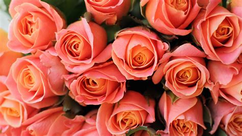 Bouquet Of Light Orange Rose Flowers 4K HD Flowers Wallpapers | HD ...