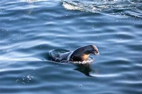 WATCH: Baby seal attacks swimmers at Clifton 4th beach