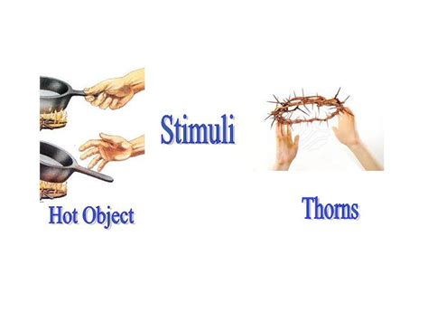 All About Living Things: Life Processes of Humans: Response to Stimuli