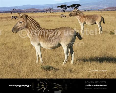 Quagga | Dinosaurs - Pictures and Facts