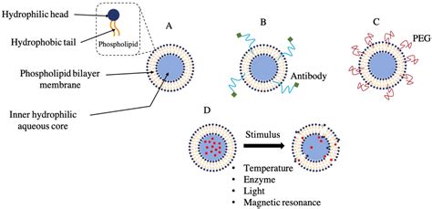 IJMS | Free Full-Text | The Role of Cryoprotective Agents in Liposome ...